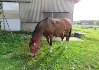 pension chevaux bussigny