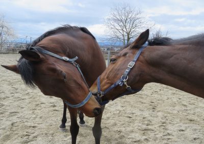 pension pour chevaux crissier