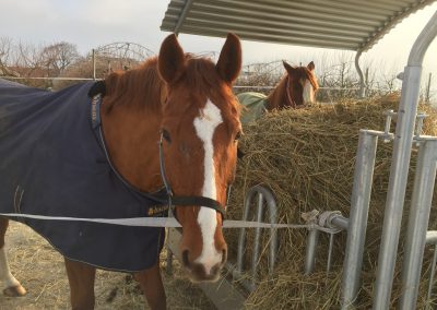 pension pour chevaux vaud