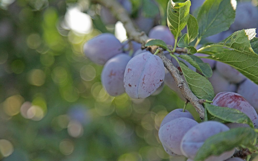 pruneaux mirabelles