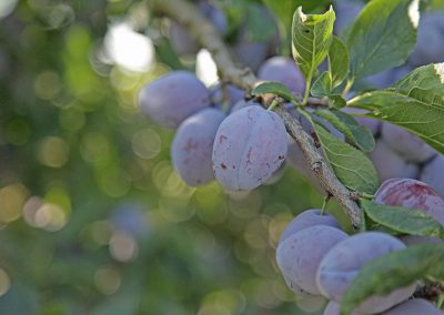 pruneaux mirabelles