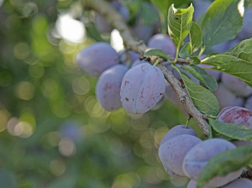 pruneaux mirabelles