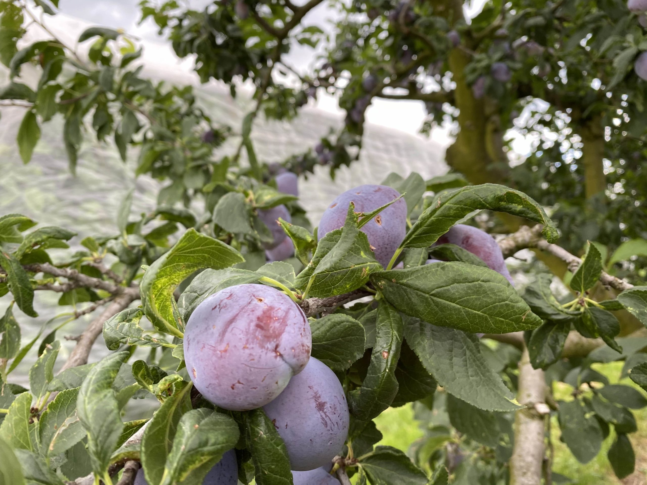 Marche a la ferme crissier lausanne paysan produits locaux fruits legumes